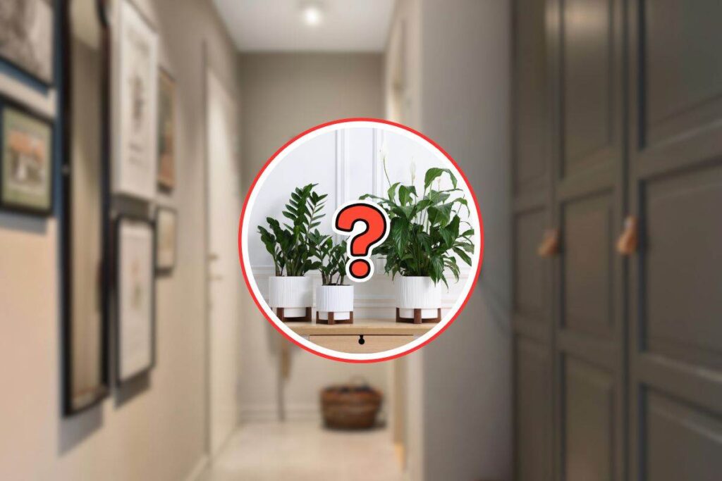 corridoio, piante e punto interrogativo