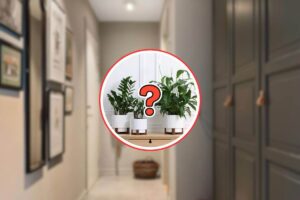 corridoio, piante e punto interrogativo